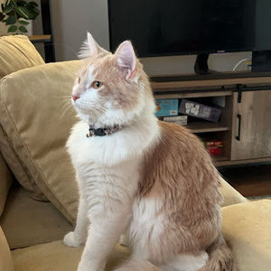 Meet your Posher, Morgan